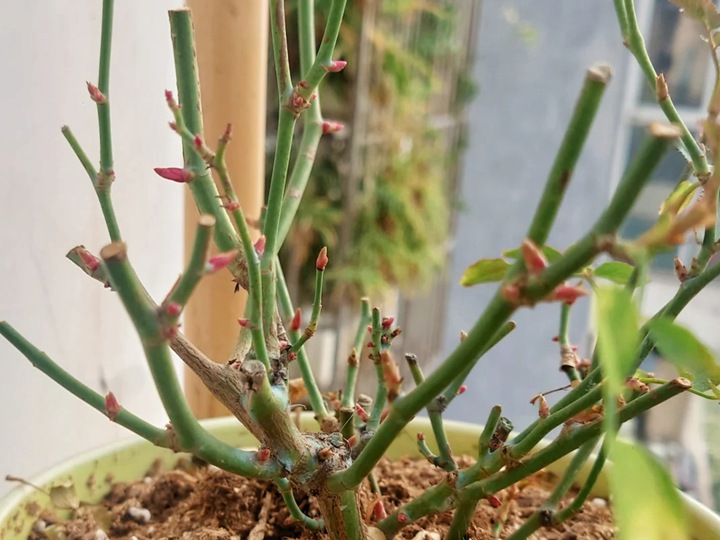 1772152502830474.jpg 早春月季养护需要注意些什么?