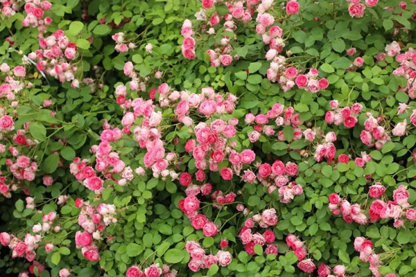 胭脂扣 2026年新手最值得入手的藤本月季推荐