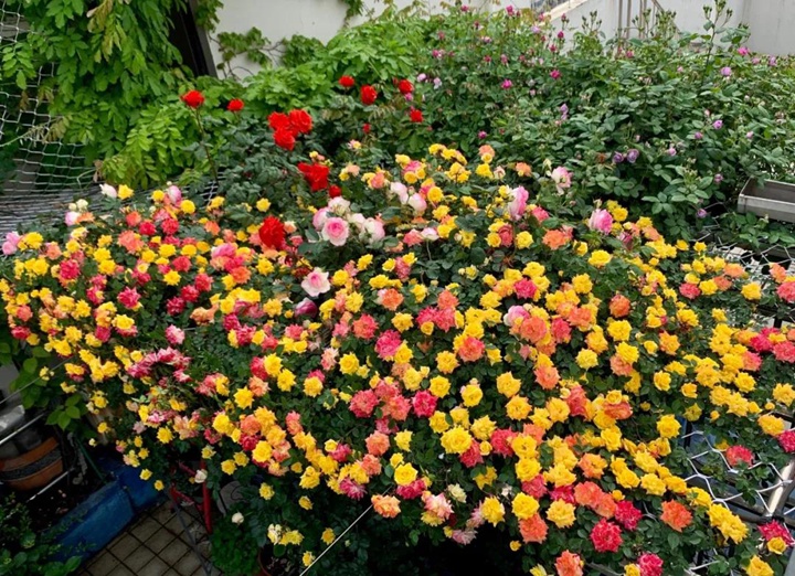 1591710568881837.jpg 2026年新手最值得入手的藤本月季推荐