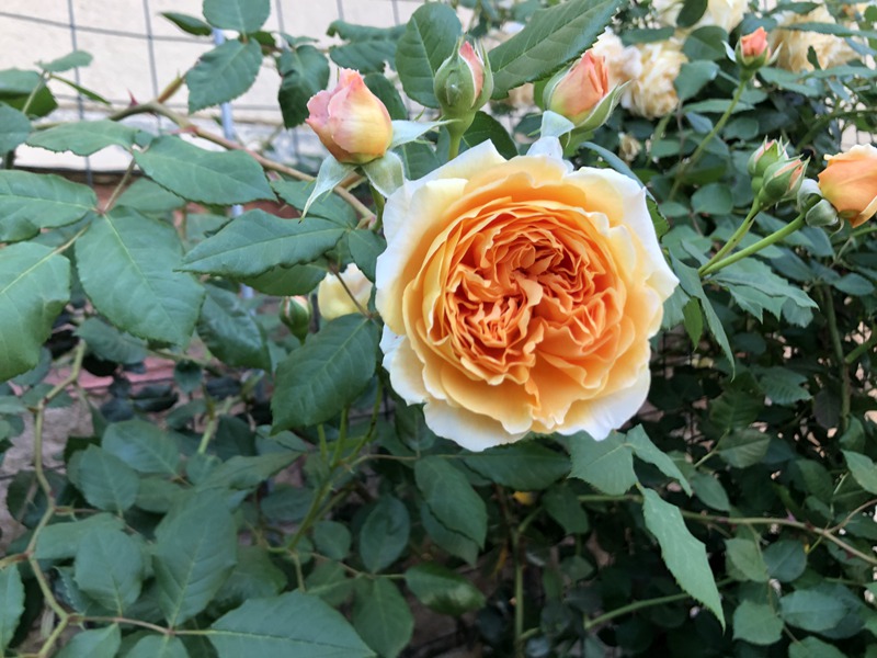 玛格丽特王妃 2026年新手最值得入手的藤本月季推荐