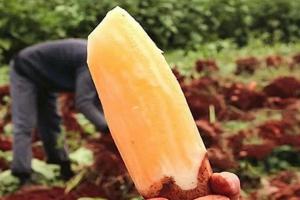 雪莲果有什么功效和作用