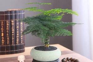 为什么家里不能养文竹？