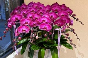 蝴蝶兰的养护方法(简单实用)