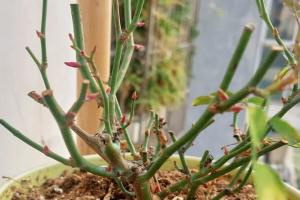 早春月季养护需要注意些什么？