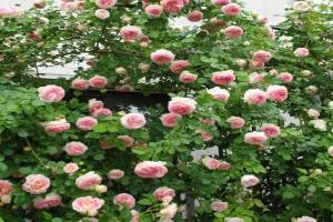 2026年新手最值得入手的藤本月季推荐