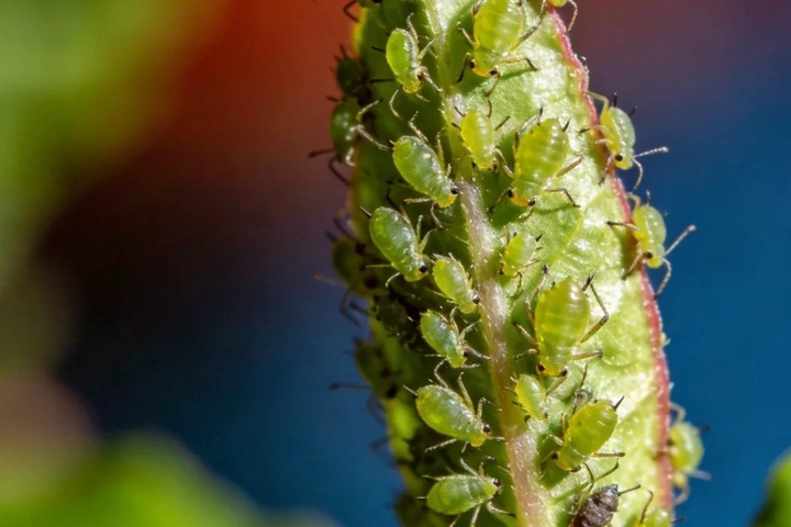 1774574895639236.jpg 月季花园保护战之——蚜虫