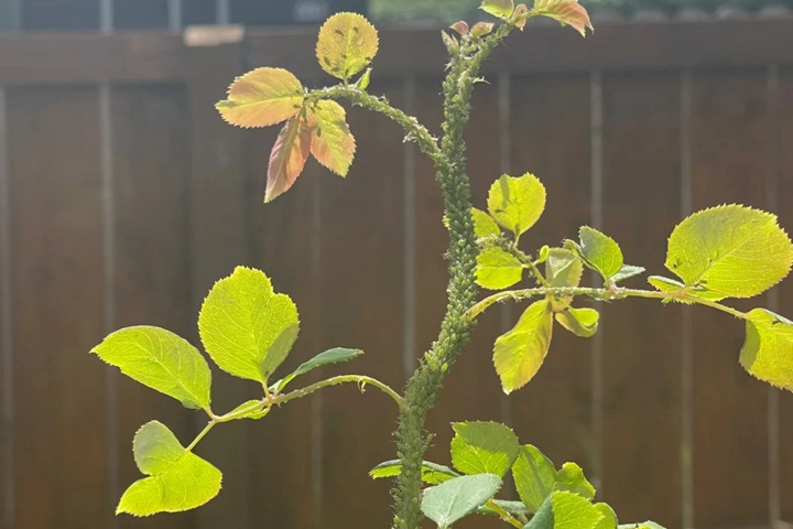 1774574895736149.jpg 月季花园保护战之——蚜虫