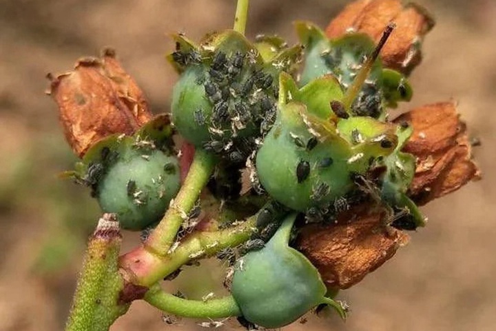 1774574895944213.jpg 月季花园保护战之——蚜虫