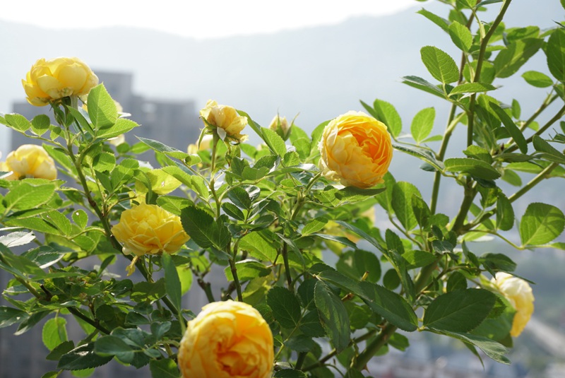 1612404643719856.jpg 月季金丝雀和诗人的妻子怎么选?