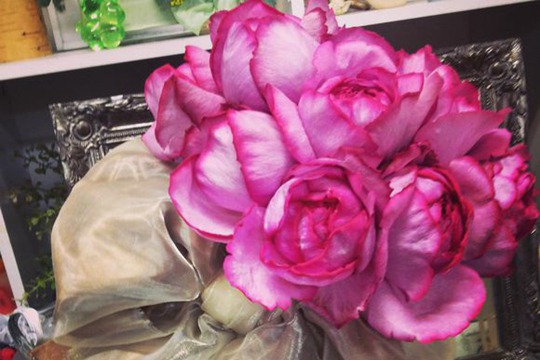 2026年最具香气的月季品种推荐