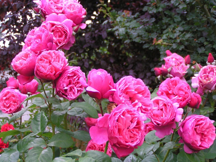 2026年最具香气的月季品种推荐