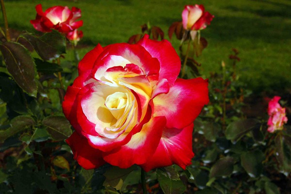 2026年最具香气的月季品种推荐