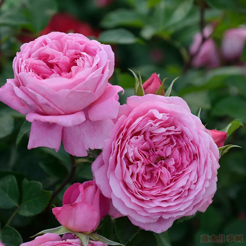 2026年最具香气的月季品种推荐