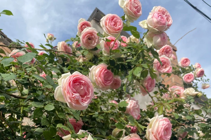 1776039416380088.jpg 为什么单季开花的龙沙宝石依旧是春季最热销的藤本月季品种