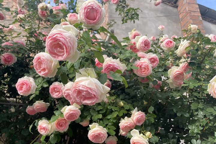 1776039416516625.jpg 为什么单季开花的龙沙宝石依旧是春季最热销的藤本月季品种