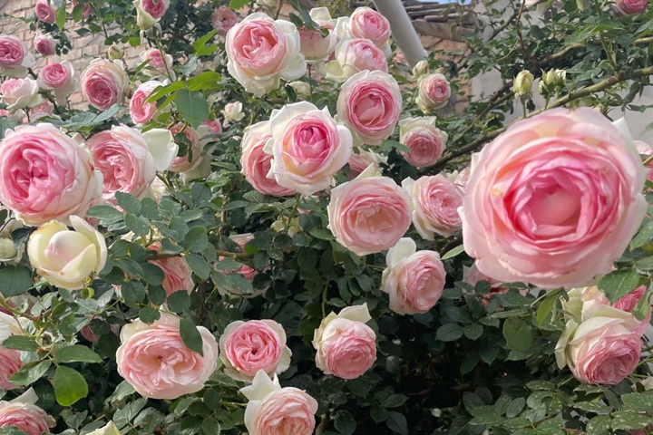 1776039416640775.jpg 为什么单季开花的龙沙宝石依旧是春季最热销的藤本月季品种