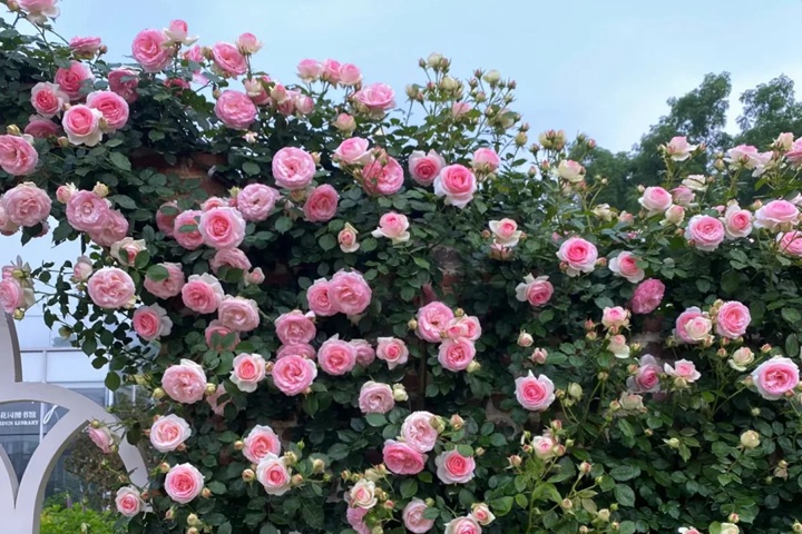 1776039417952805.jpg 为什么单季开花的龙沙宝石依旧是春季最热销的藤本月季品种