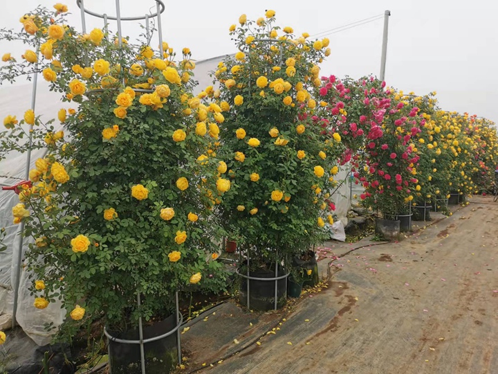 春季种植正当时，月季种植过程中需要注意些什么？