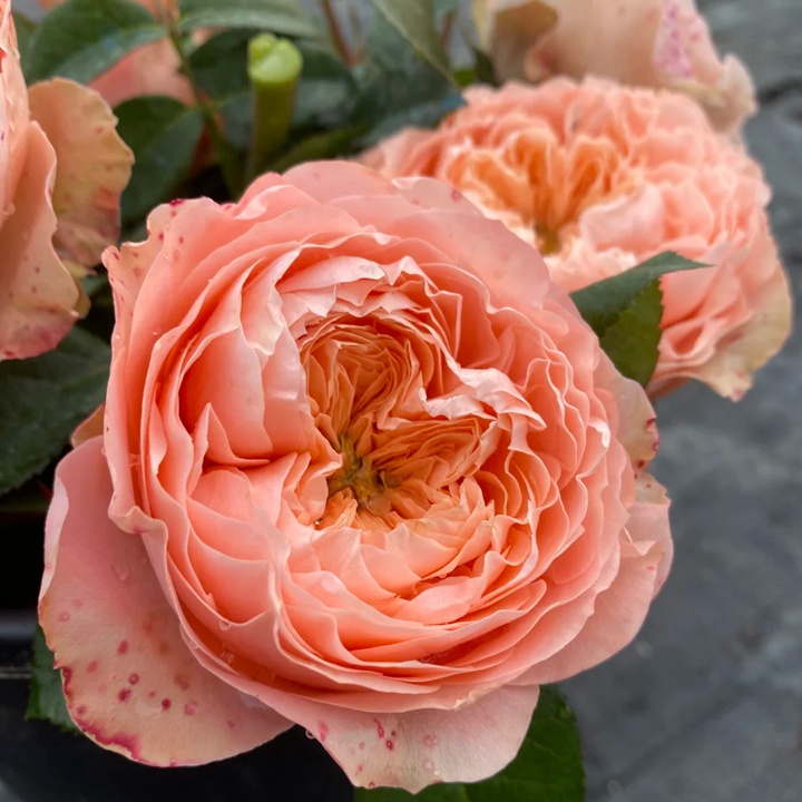 甜蜜哈珀 Sweet Harper