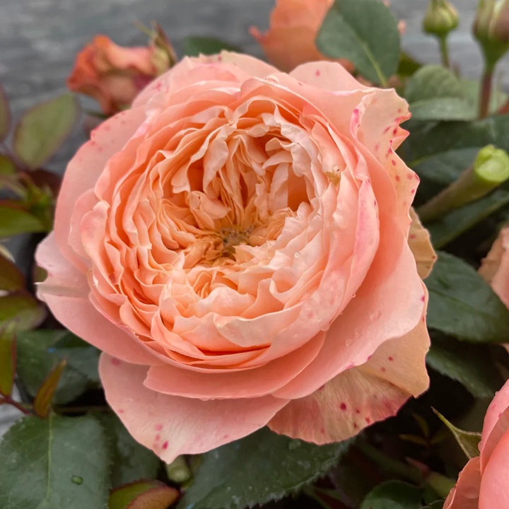 甜蜜哈珀 Sweet Harper