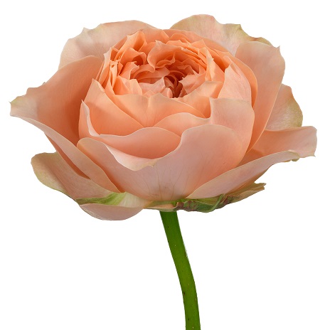 甜蜜哈珀 Sweet Harper