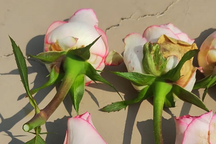 月季可不可以淋雨？