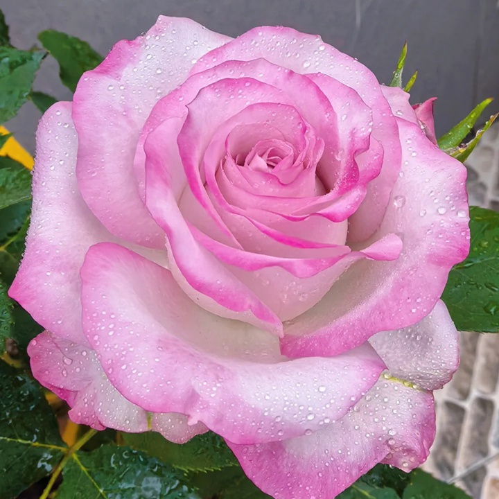 月季可不可以淋雨？