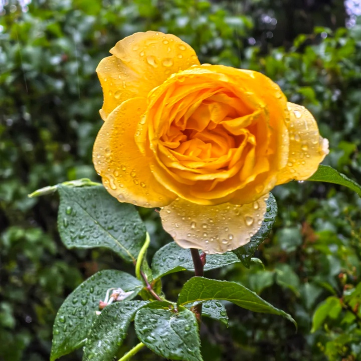 月季可不可以淋雨？