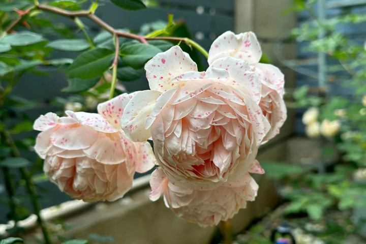 月季可不可以淋雨？