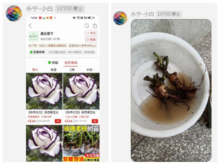 月季老桩苗千万千万不要买！！！