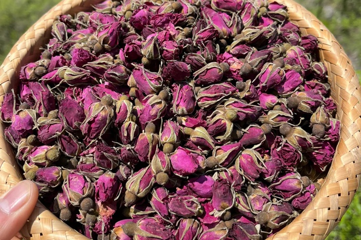 月季花可以用来食用吗？