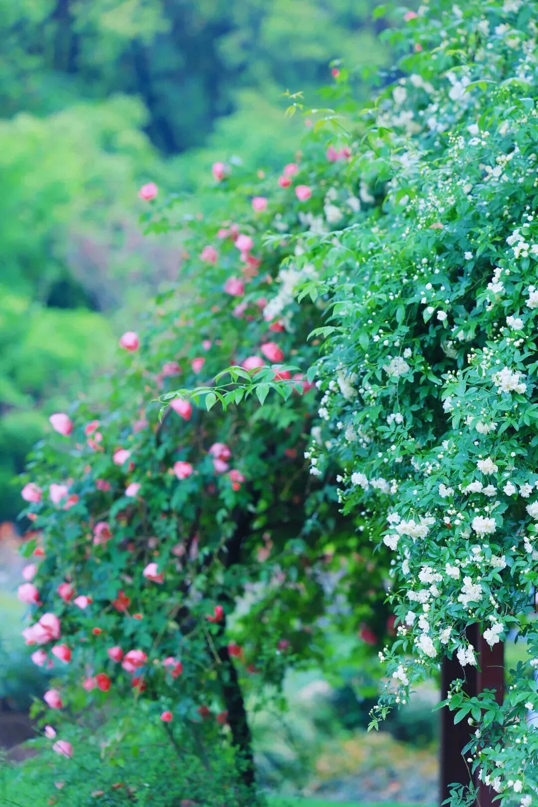 常州紫荆公园月季开爆了