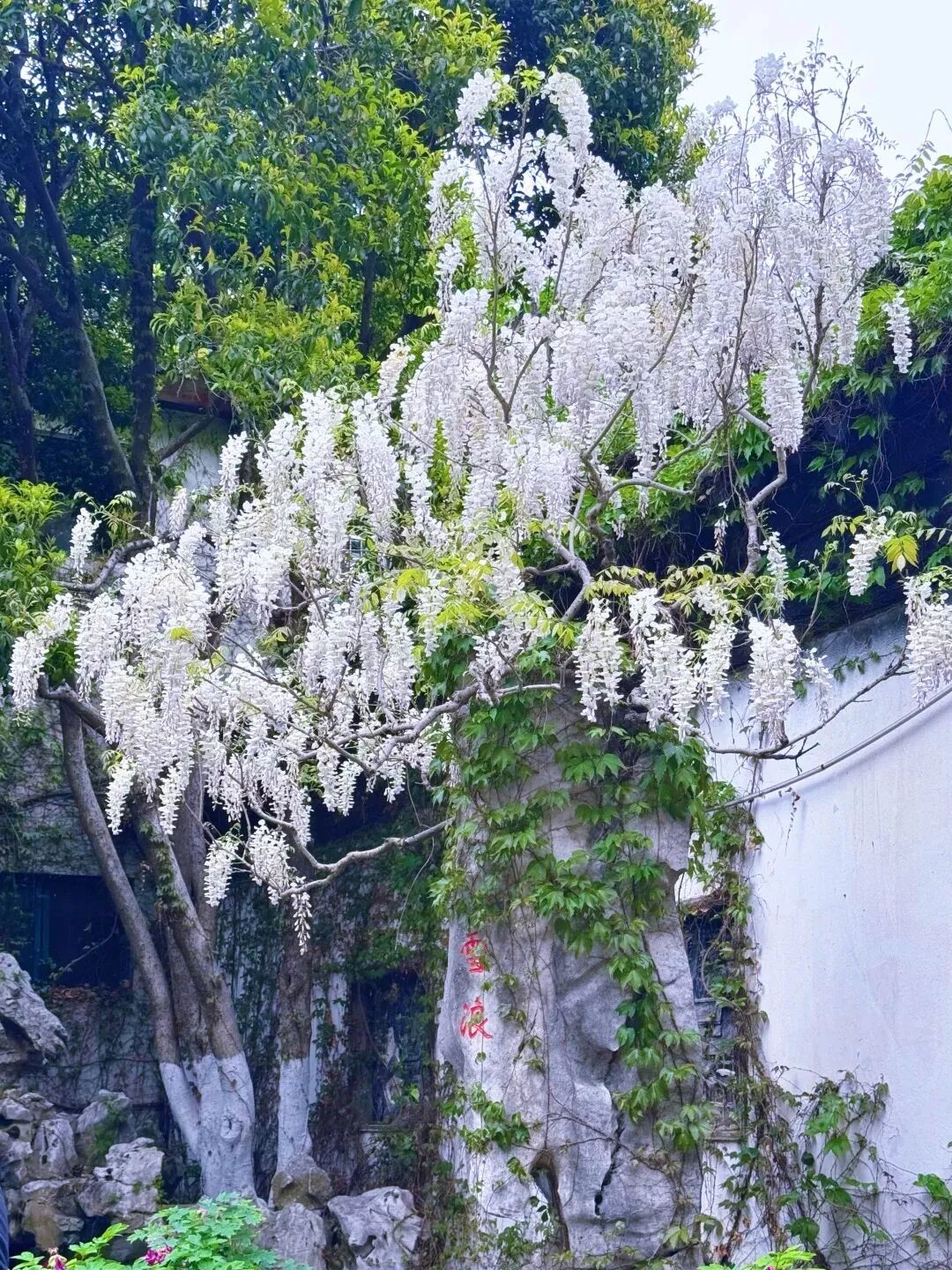 常州紫荆公园月季开爆了