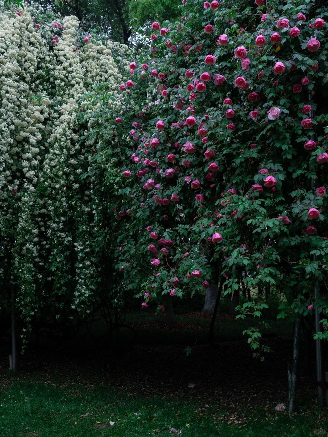 常州紫荆公园月季开爆了