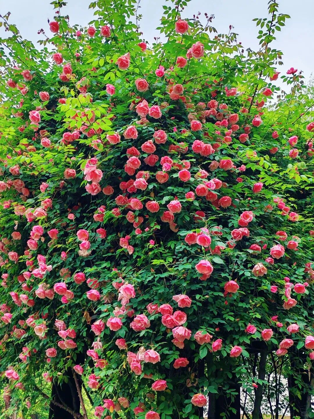 常州紫荆公园月季开爆了