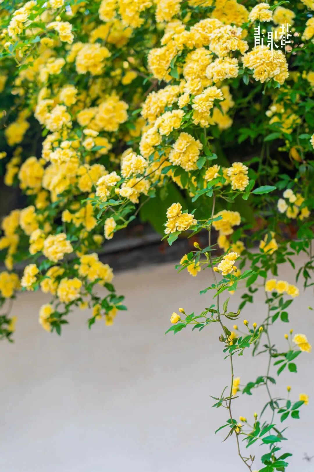 常州紫荆公园月季开爆了