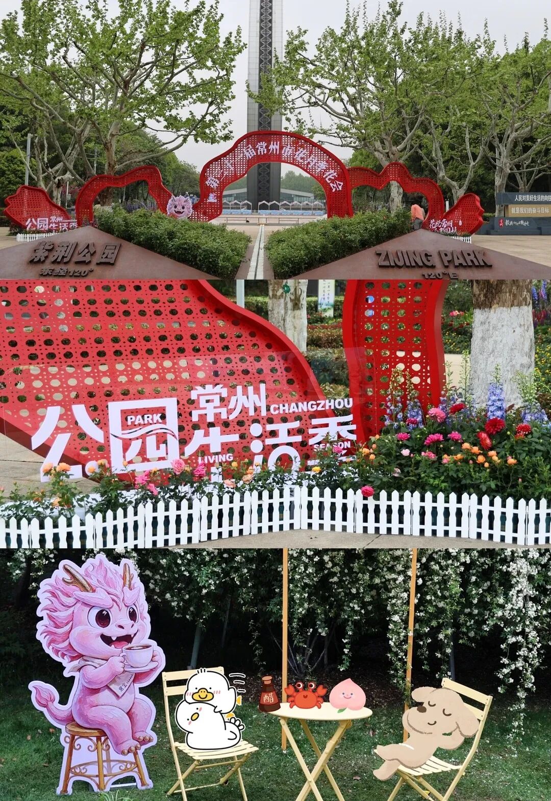 常州紫荆公园月季开爆了