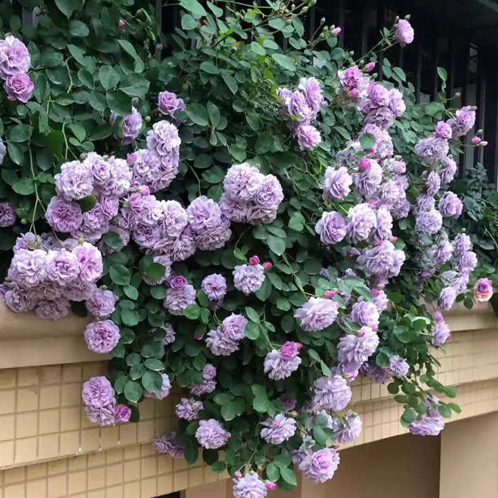 为什么有的月季开花容易垂头