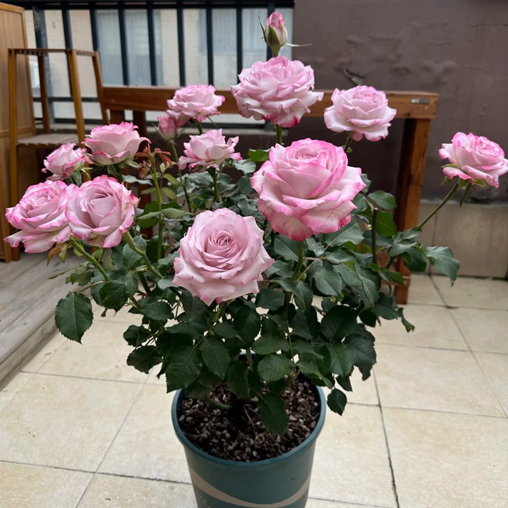 为什么有的月季开花容易垂头