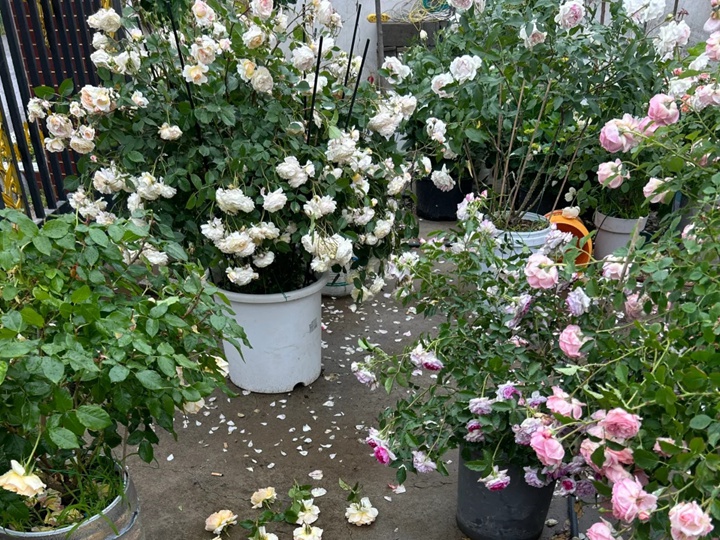 雨季来临，月季花园养护注意事项