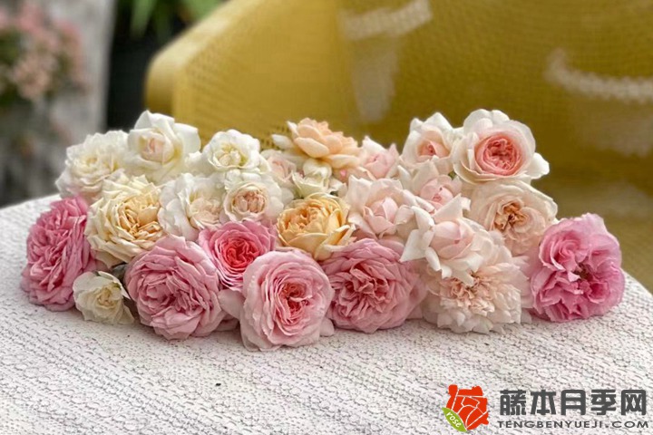 月季新手养护的几个误区，你有没有踩坑？