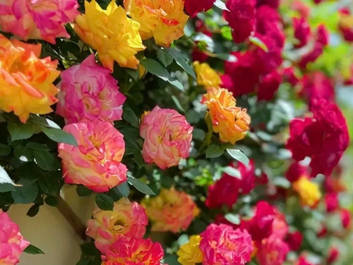 再丑的藤本月季，长到一定规模，开花也是美得不要不要的