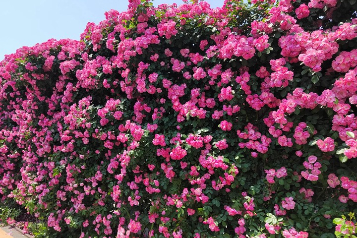 再丑的藤本月季，长到一定规模，开花也是美得不要不要的