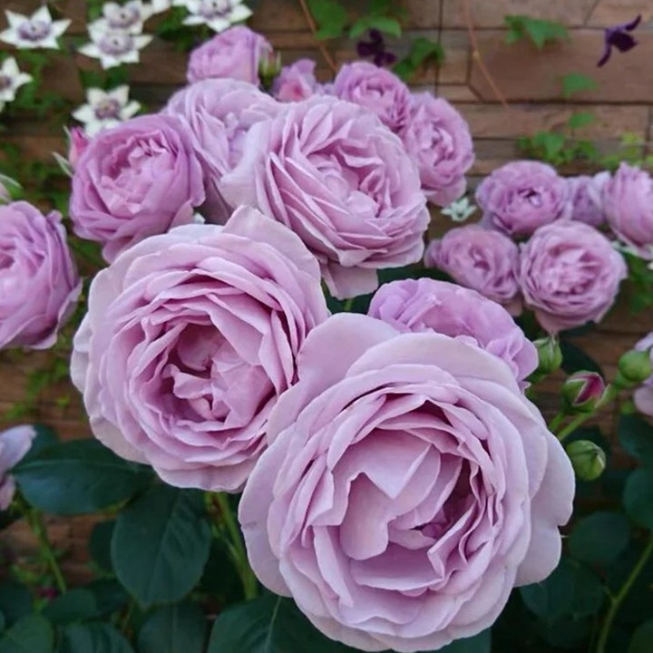 蓝色风暴月季它的开花性怎么样？