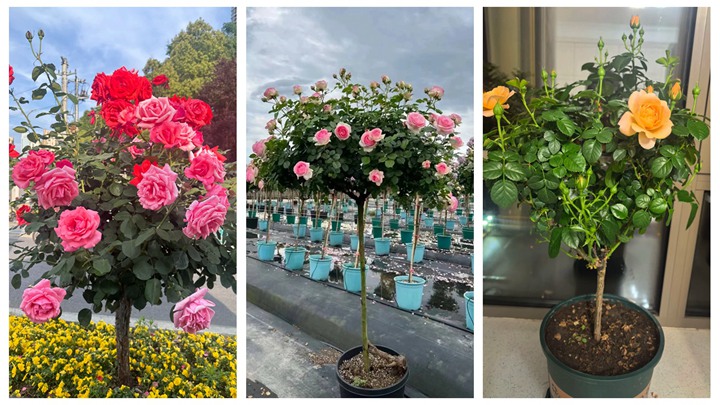 棒棒糖月季修剪特别需要注意的事项