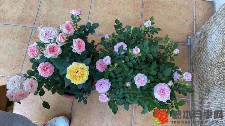 花园里种植月季，密度如何来控制？