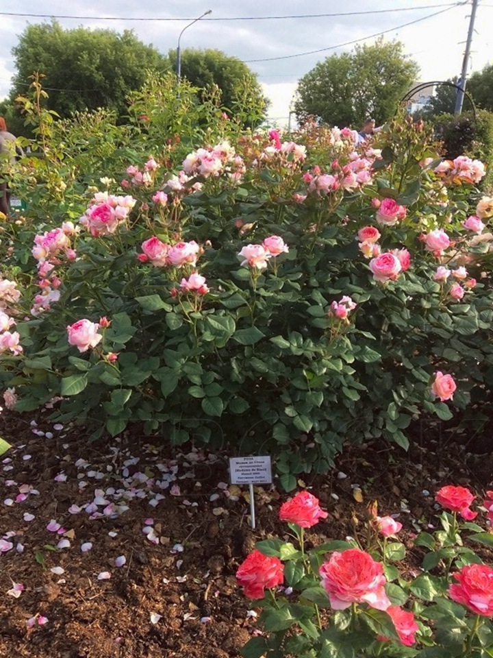 花园里种植月季，密度如何来控制？