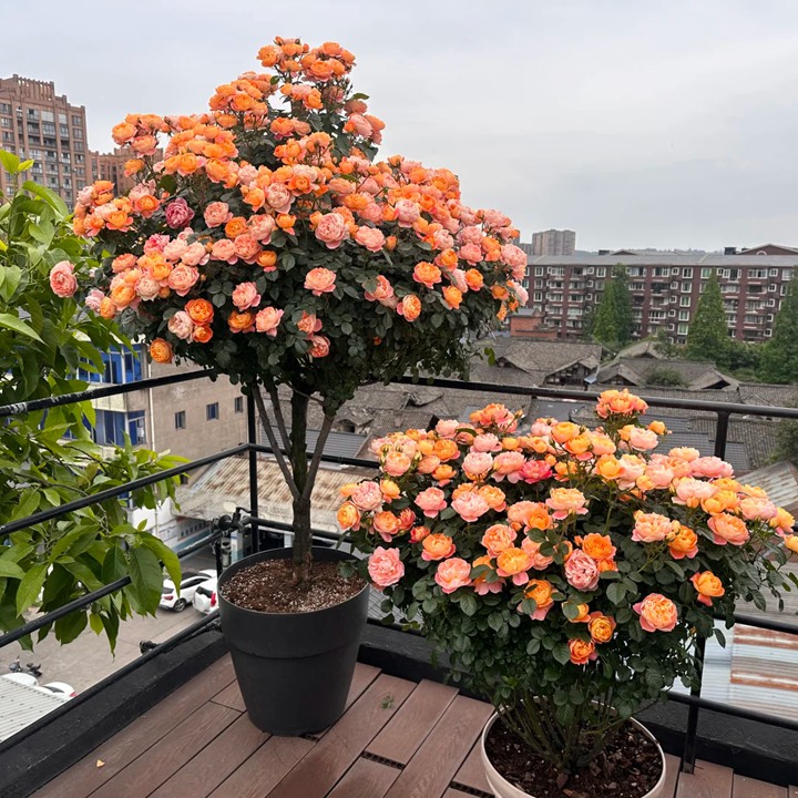 最受欢迎的微型月季品种是哪个？