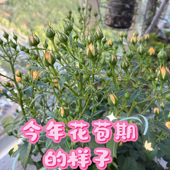 最受欢迎的微型月季品种是哪个？