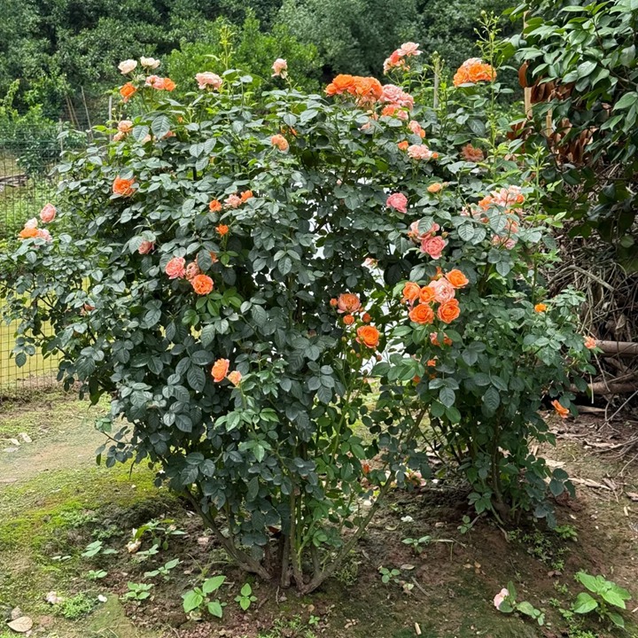 最受欢迎的微型月季品种是哪个？